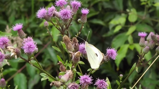 Bodlák s běláskem