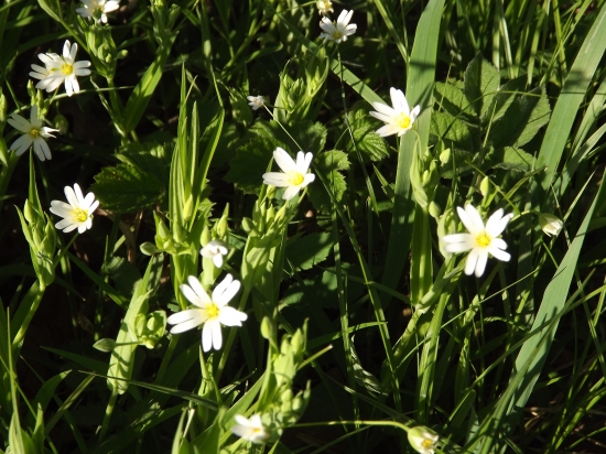 Ptačinec velkokvětý