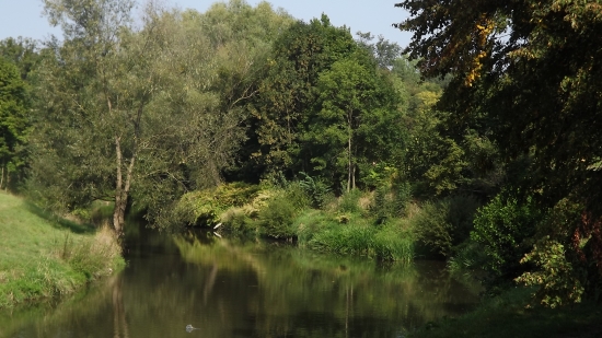 Porost u vody