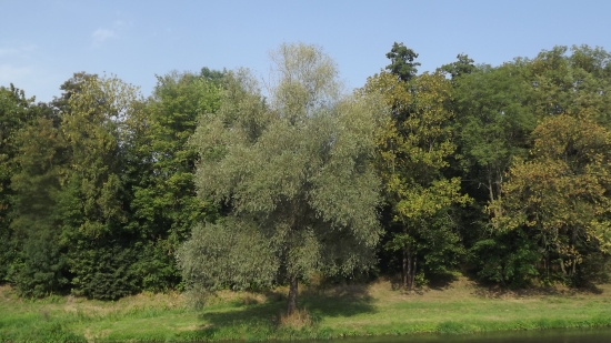 Soliter břehového porostu.