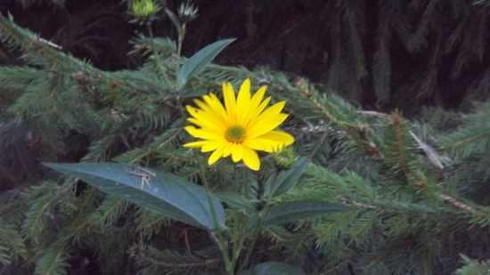 Slunečnice topinambur