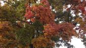 Podzimní zabarvení listí