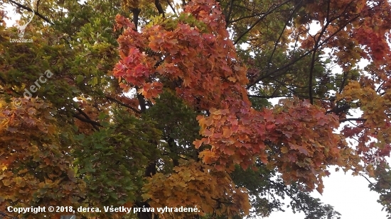 Podzimní zabarvení listí