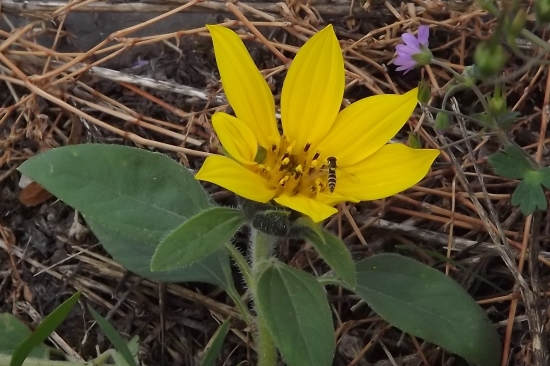 Vosička na Slunečnici topinambur