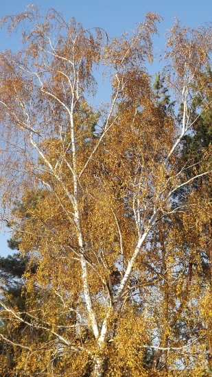 Bříza