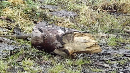 Výtvor zbytku kmene.