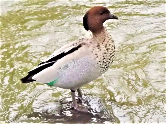 Kachnička hřívnatá