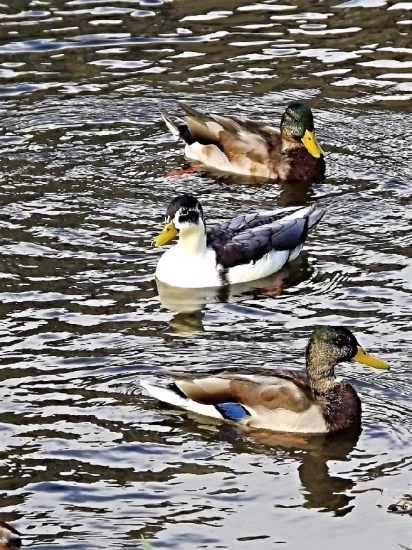 Zajímavá mutace divoké kachny.