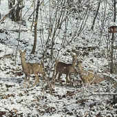 fotene doma z kuchyne