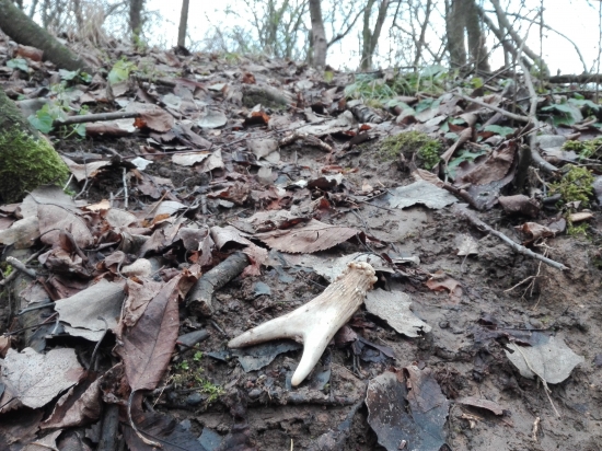 Pekný základ (1.V.t.)