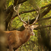 nádejný 16 toráčik