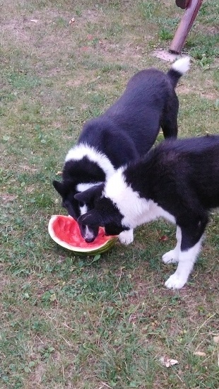 Melón ????