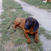 Adis z Humajovho dvora - dnes máme 4 mesiace