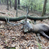 Sa zadarilo počas ruje