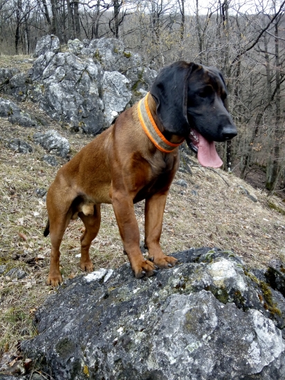 Adis z Humajovho dvora - 11 mesiacov