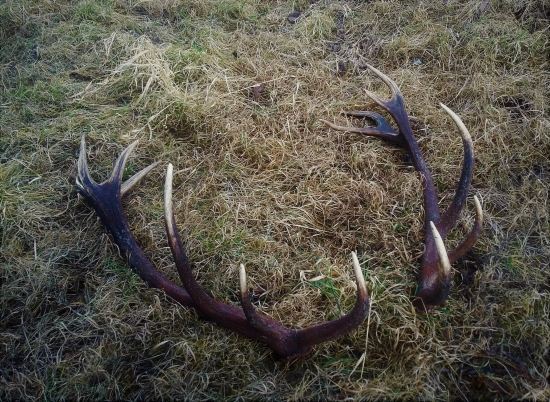 Pára zhodov 5,50 kg, Nepravidelný 16,Lavý 95, Pravý 100