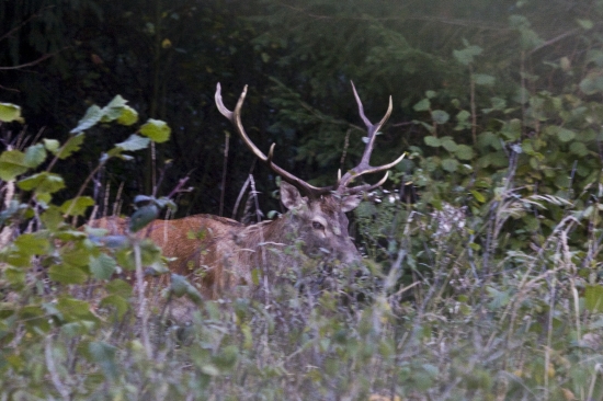 Jeleň lesný (Cervus elaphus)