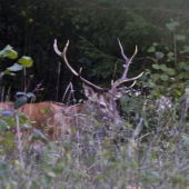 Jeleň lesný (Cervus elaphus)