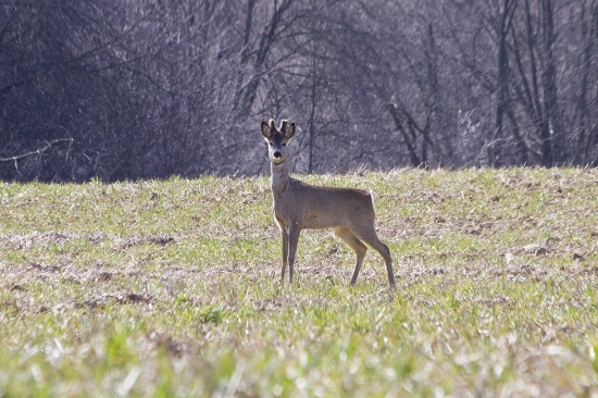 Lykáč