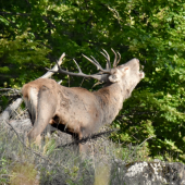 Reval celé doobedie