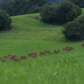 Jelene ešte dovolenkujú