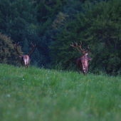 Prichádzajú na ruju