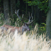 Korunovo-nadočnicový desatorák