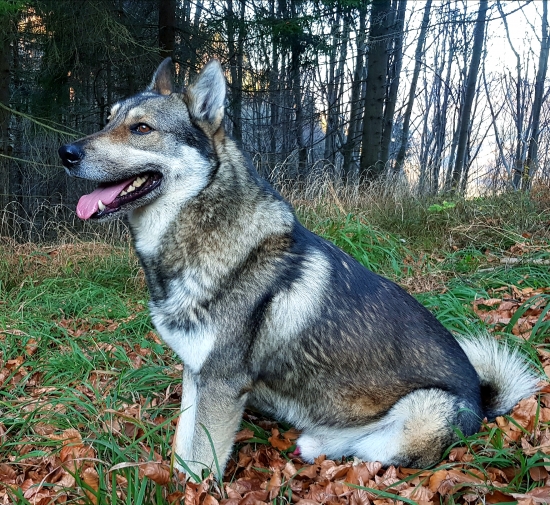 Srdcovka