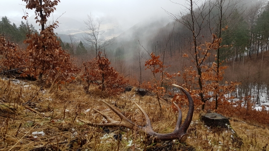 Upršané šťastie po roku dohĺadaný