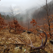 Upršané šťastie po roku dohĺadaný