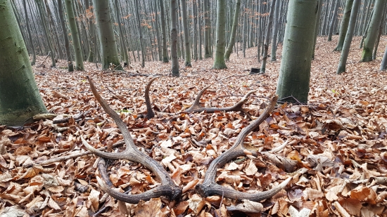 „Žiť znamená obdivovať prírodu.“