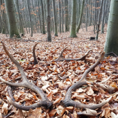 „Žiť znamená obdivovať prírodu.“