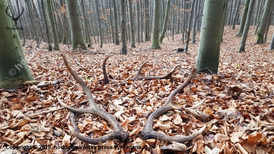 „Žiť znamená obdivovať prírodu.“