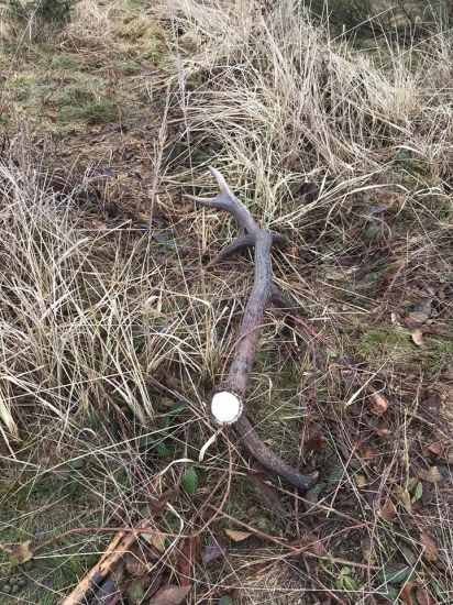 dvanácterák na pasece