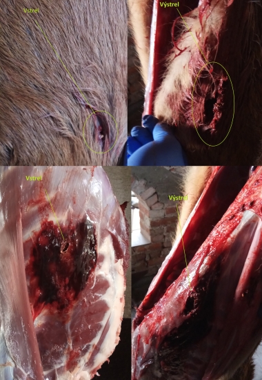 1vkt Srnec vs CDP 243win 100grs/6g