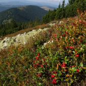 Kozí chrbát z Prašivej