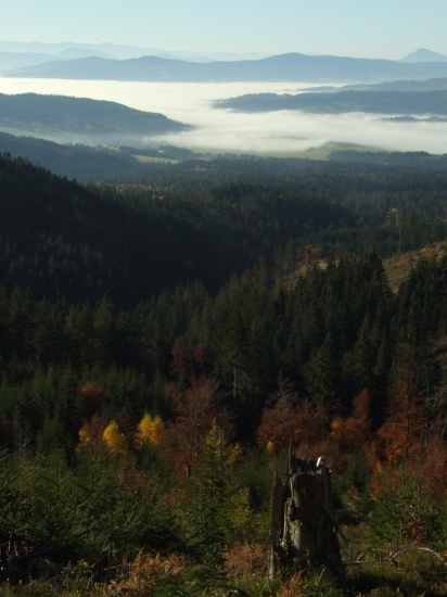 Orava
