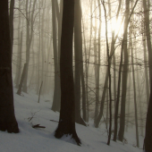 Cestou na Kupcovu polanu
