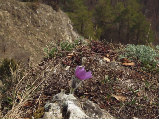 poniklec prostredný