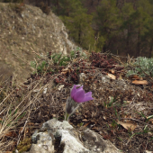 poniklec prostredný