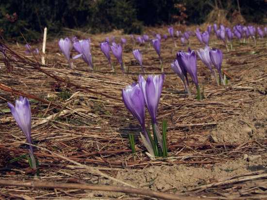 šafran spišský v Hiadeľskom sedle