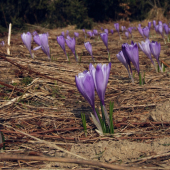 šafran spišský v Hiadeľskom sedle