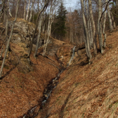 V lese pod Kozím chrbátom