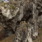 V lese nad Medzibrodom