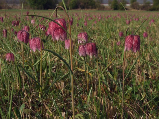 korunkovka strakatá
