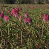 korunkovka strakatá