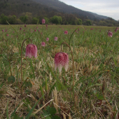 korunkovka strakatá