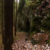 V lese medzi Liptovskou Štiavnicou a Liptovskými Sliačmi.