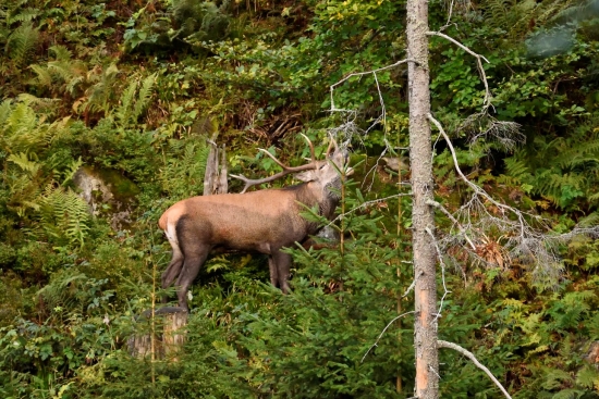 Pánko