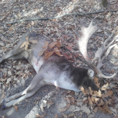 Spomienka na rochačku